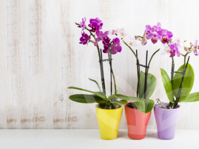 Guía rápida de cuidados de las Orquídeas