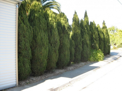 Cómo y cuándo plantar Ciprés Sempervirens Piramidal (Cupressus Sempervirens)