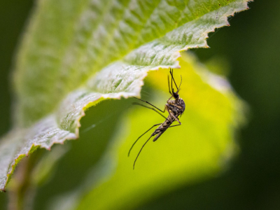 Insecticidas, barreras y plantas contra insectos
