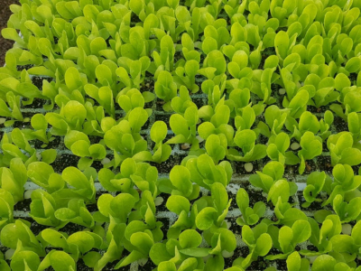 Lechuga baby ¿En qué se caracteriza su dulzor?