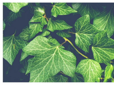 Las mejores maneras de decorar tu jardín con plantas trepadoras