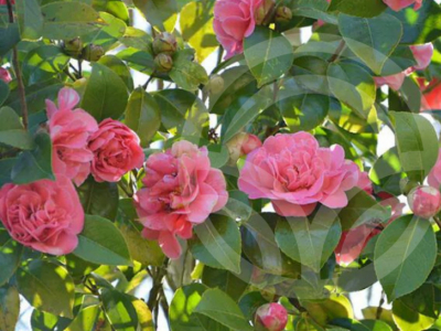 Camelias, Consejos y cuidados para que luzcan espectaculares