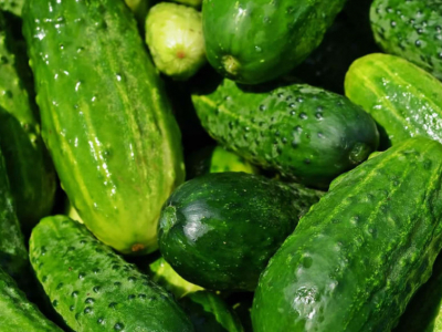 Comprar una planta de pepino para empezar con tu huerto