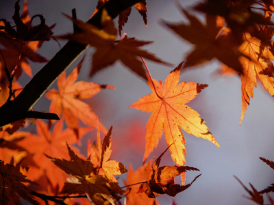 QUE SEMBRAR EN OTOÑO