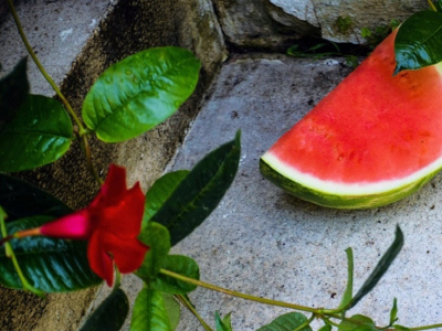 ¿Qué necesitas saber para plantar sandias con éxito?