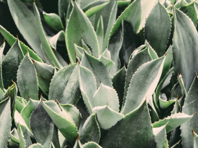 Cultivar Aloe Vera en tu huerto casero