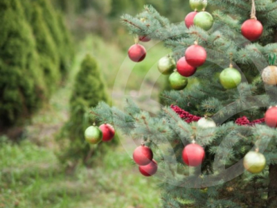 Abetos en Navidad, mejor que sea Natural - El Huerto Deitana ®