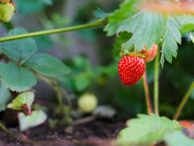 Cómo y Cuándo cultivar fresas