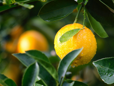Cómo plantar un limonero