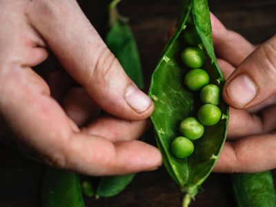 Plantas rápidas para tu huerto